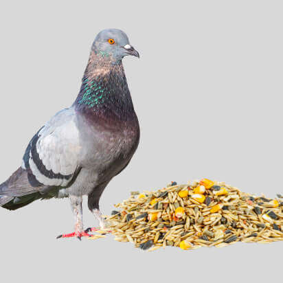 taubenfutter bubblenavibanner